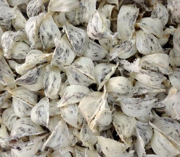 Tổ Yến chưa nhặt lông Yến Thô loại 2 hộp 100g - Đại Lý Yến
