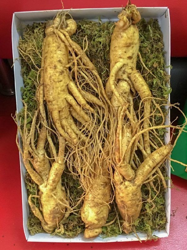 Nhân Sâm Hàn Quốc loại 5 củ 1 kg - Gía 2,7 Triệu - Đại Lý Yến