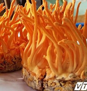 Đông Trùng Hạ Thảo - Dược Liệu Quý Hiếm - Đại Lý yến
